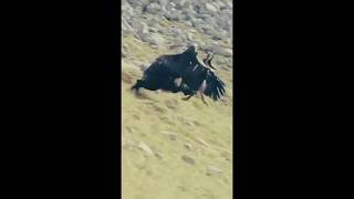 Black Eagle 🦅 vs Goat mountainStevenvideo short video  goat 🐐🐐 Eagle 🦅🦅 [upl. by Soigroeg]