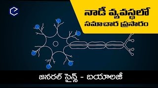 How neurons work  in telugu నాడీ వ్యవస్థలో సమాచార ప్రసారం  General science biology in telugu [upl. by Noxaj547]