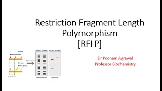 Restriction Fragment Length PolymorphismRFLPPolymorphismVNTRPoonam AgrawalBiochemistry [upl. by Afrika740]