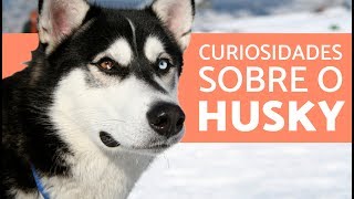 10 coisas que você não sabia sobre o HUSKY SIBERIANO [upl. by Fredelia748]