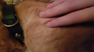 Subcutaneous Crepitus Crackling Sounds under Cats Skin Sounds after Fluids [upl. by Kessia773]