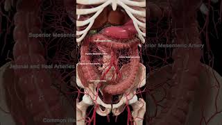 Arteries of the abdomen meded anatomy 3dmodel [upl. by Crosse]