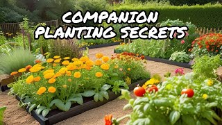 How to Boost Your Garden with Companion Planting [upl. by Kramnhoj]