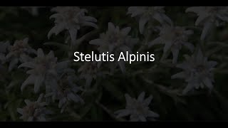 Stelutis Alpinis  Coro Enrosadira di Moena [upl. by Richards]