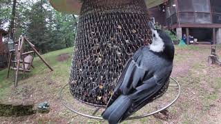 Northern Wisconsin Birds [upl. by Epilihp246]