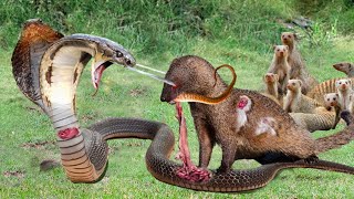 Look What Happens When Mongoose Mercilessly Destroys King Cobra Horrify Moments Animal Attacks 2024 [upl. by Turrell452]