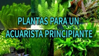 LAS MEJORES PLANTAS PARA TU PRIMER ACUARIO  PLANTAS ACUATICAS  AcuariosLP [upl. by Anitnemelc36]