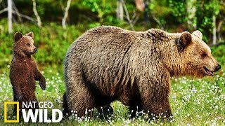 Les ours brun en Alaska [upl. by Ardekan]