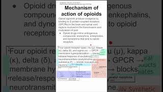 Mechanism of action of opioids [upl. by Harak682]