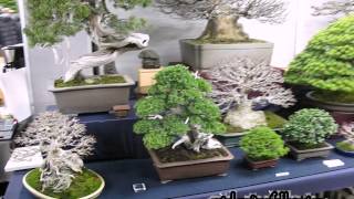 2014 Bonsai market at the Green Club Part 6 Ueno Park Kokufu Bonsai Ten By Centro Bonsai Tenerife [upl. by Mikeb579]