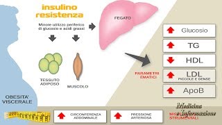 Insulino Resistenza che cosa è come si contrasta per evitare il diabete [upl. by Negiam]