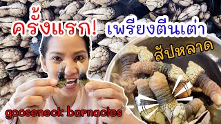 อร่อยเหมือนกินปู เพรียงตีนเต่า อร่อยกว่าที่คิด ครั้งแรก  ชีวิตในอเมริกาgooseneck barnacles [upl. by Ecienahs]