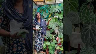 basacote fertilizer bigfoliage gardening fertilizer youtubeshorts youtube greenscreen [upl. by Roxanne209]