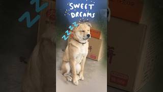 The Sleepy Dog  natureshorts shortsfeed trendingshorts dog funny comedy [upl. by Eben608]