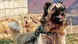 Dangerous Dog Barking  Intense Dog Sounds Captured in Action dogs DangerousDog dogbarking [upl. by Anelliw]