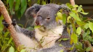 Koala Phascolarctos cinereus  Aschgrauer Beutelbär 5 [upl. by Arrahs]