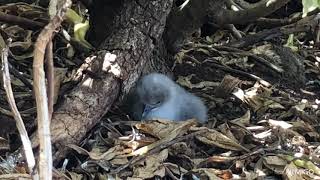 Baby Wedgetailed Shearwater [upl. by Shaeffer870]