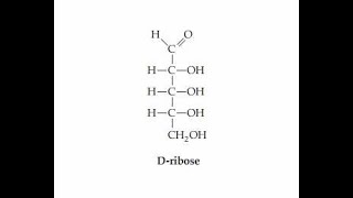 Number of Chiral centers and Stereoisomers Derieved from Dribose [upl. by Enrahs]