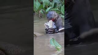 Nutria Gigante de la Amazonia [upl. by Ahsiadal138]