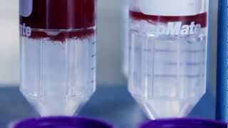 How to Use SepMate™ to Isolate PBMCs from Whole Blood in Just 15 Minutes old [upl. by Accemahs]