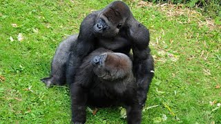 Gorilla Mating Behavior Insights into the Social and Reproductive Lives of Endangered Primates [upl. by Adirem]