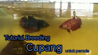 Lengkap Tips Jitu Beternak Ikan Cupang untuk Pemula Dari Penjodohan sampai Burayak Menetas [upl. by Nnahaid]