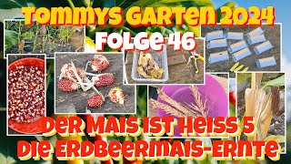 Tommys Garten 2024  Folge 46  Der Mais ist heiß 5  Die ErdbeermaisErnte [upl. by Durstin752]