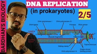 DNA REPLICATION in prokaryotes in HINDI 25 [upl. by Sherris]