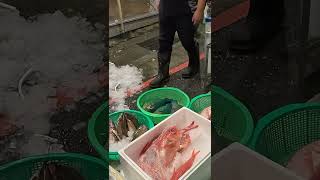 Traditional Seafood auction seafood fish marketing Keelung fishmarket [upl. by Sutelc]