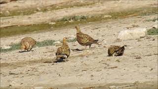 GANGA IBÉRICA pterocles alchata  pintailed sandgrouse [upl. by Leirej]