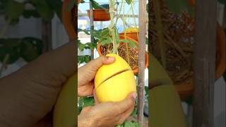 Container garden Growing watermelon from seeds to harvest watermelon v87garden garden shorts [upl. by Vernita]