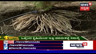 Asparagus Shatavari Farming Methods And Techniques  Annadata [upl. by Enia]