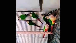 Yellow sided red factor conur parrots [upl. by Suirtemid]