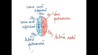 INIMA  Compartimentele inimii si vasele de sange cu care comunica sensul de circulatie a sangelui [upl. by Nonek]