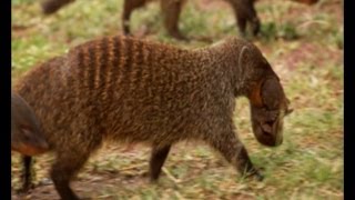 Deadly Mongoose Battle  BBC Earth [upl. by Kronfeld325]