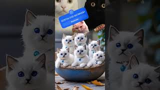 BALAIO DE GATINHOS FÔFOS music song pop lyrics cover musica memes gatinhosfofos gatinhos [upl. by Henri]