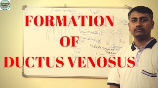 Formation of Ductus venosus [upl. by Ungley784]