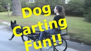 Dog Carting Demonstration [upl. by Anihsat]