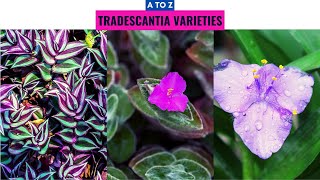 Tradescantia Varieties A to Z [upl. by Anisirhc]