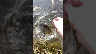 Slowmotion greengill hybrid release Top water catch fishing topwater sunfish michigan [upl. by Aruabea10]