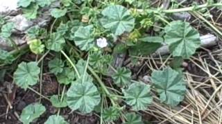 Mallow herb and Miners Lettuce [upl. by Adila654]