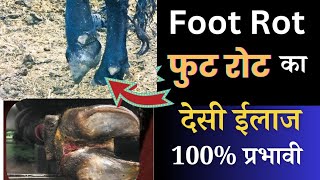 घर बैठे Foot Rot in Cows Treatment ✌🏻cow ka foot me sujan [upl. by Shanly145]