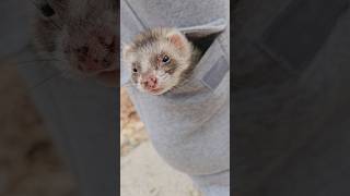 quotTheres a wocket in my pocketquot ferret ferrets [upl. by Voorhis]