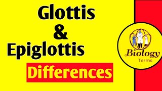 Glottis and Epiglottis Differences📖💕  Air Passageway  What is Glottis  What is Epiglottis [upl. by Wasson651]