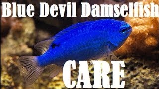 Blue Devil Damselfish Care [upl. by Finegan]