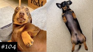 Dachshund Compilation  Funny And Cute Videos [upl. by Vastah493]