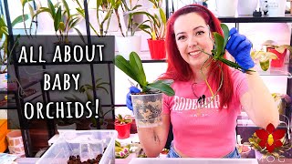 What to do if your Orchid grows a baby plant All about Basal Keikis  Orchid Care for Beginners [upl. by Romona]