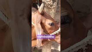 Actinomyces disease shortvideo trending RangrezzDairyfarm AnimalHT2721 animallover 👑🌺🌺💉🩺 [upl. by Marketa]