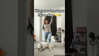 He snuck up on me 😩🤣 funny mybad falling fail dog pitbull shorts lol comedy love baby [upl. by Varuag]