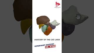 Cat liver 3d Anatomy Dr Aiyan [upl. by Giarla]